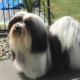 Hef - Havanese