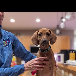 Rhodesian Ridgeback Puppies from Fisher’s Rhodies