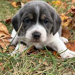 Ketty - Blue tan and white female Beagle puppy in Rogersville, Missouri from Hales Little Beagle Haven