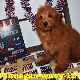 Goldendoodle Puppies from Hilltop Pups By Abby,LLC