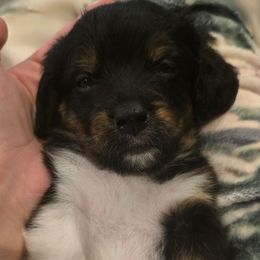 James Dean - Tri-color male Double Doodle puppy in Prescott Valley, Arizona from Ramirez Family Doodles