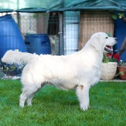 Golden Retrievers from Golden Cream Retriever