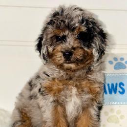 Freedom - Wavy Coat - Merle female Bernedoodle puppy in Beecher, Illinois from Erica’s Doodles