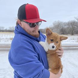 Pembroke Welsh Corgi Puppies from Gotta Chase Em All Corgis