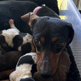 MJ - Dachshund