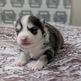 Gusty - Male - Blue male Pomsky puppy in Hurleyville, New York from My Crazy Pomskys