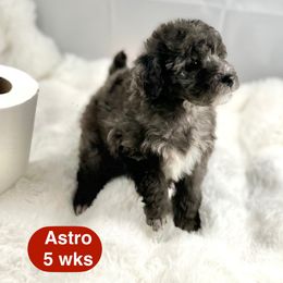 Astro - Blue merle male Bernedoodle puppy in Henderson, Nevada from P3Puppies