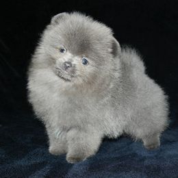 Pomeranian Puppies from Beau Joli Pomeranians