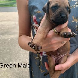 Boy 1 - Light wheaten male Rhodesian Ridgeback puppy in Mayfield, Kentucky from Ridgeback Farm