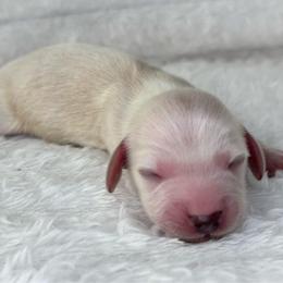 Ocean - Cream male Dachshund puppy in Lakeland, Florida from Buckwild Doxies