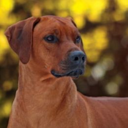 Rhodesian Ridgebacks from Aariel Ridgebacks