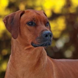 Rhodesian Ridgebacks from Aariel Ridgebacks