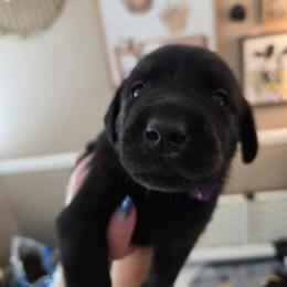 Salem - Black female Labrador Retriever puppy in Bartlett, Tennessee from Red Hearts Labradors