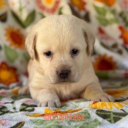 Dorothy - Yellow female Labrador Retriever puppy in Sullivan, Missouri from O’Dell Labs