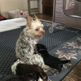 Mocha - Yorkshire Terrier