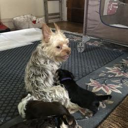 Mocha - Yorkshire Terrier