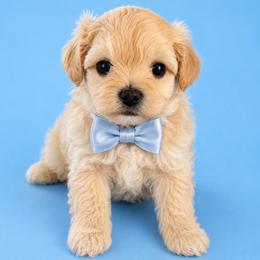Korean dollface Levi - Apricot male Maltipoo puppy in Orlando, Florida from Denise’s Puppies