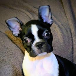 Azula - Boston Terrier