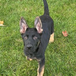 German Shepherd Puppies from Rouse shepherds