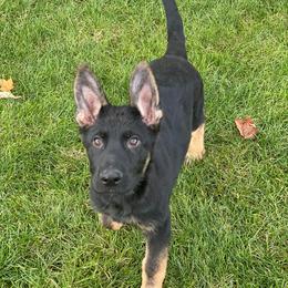 German Shepherd Puppies from Rouse shepherds
