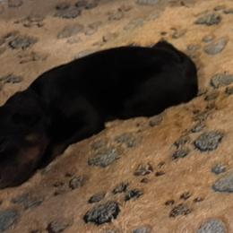 Black - Black and mahogany male Rottweiler puppy in Concord, North Carolina from KJB Kennels