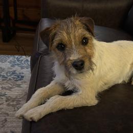 Midnight - Tri-color male Jack Russell Terrier puppy in New Kent, Virginia from Jigsaw Terriers