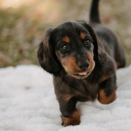 Dachshund Puppies from EntityDachs
