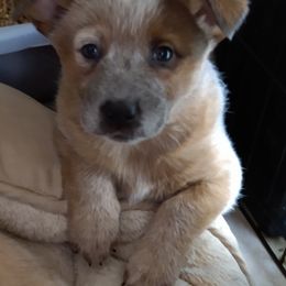 Australian Cattle Dog Puppies from FullMoon Cattle Dogs