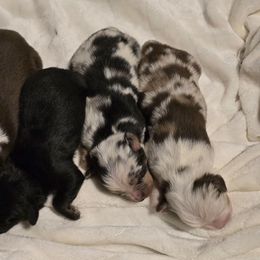 Miniature Australian Shepherd puppies from Hippie Dog Haven