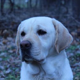 Carrie - Labrador Retriever