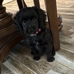Cockapoo, Goldendoodle, and Maltipoo Puppies from Loris Pampered Pooches💕