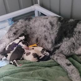 Bernedoodle Puppies from Daisy's Doodles