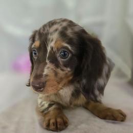 Beckett - Dapple male Dachshund puppy in Arthur, Illinois from Dachs and Poms