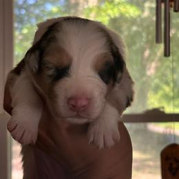 Stormy - Red merle female Australian Shepherd puppy in Morrow, Ohio from OakHaven Acres Aussies