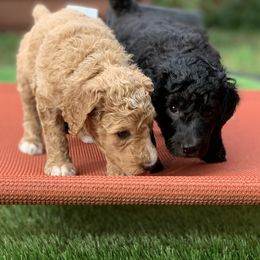 Poodle Puppies from Forest City Standards