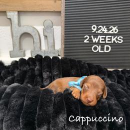 Cappuccino - Chocolate and tan male Dachshund puppy in Goodyear, Arizona from AZ Low Life Doxies