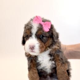 Bernedoodle, Cavapoo, and Goldendoodle Puppies from Blackberry Farm Puppies