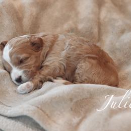 Goldendoodle Puppies from Cedarcrest Goldendoodles