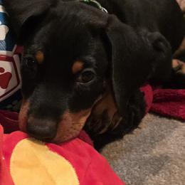 Green collar - Black and rust male Doberman Pinscher puppy in Houston, Texas from Draggin Dobermans & Great Danes