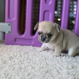 Brownie - Sable spotted white male Chihuahua puppy in Alaska from Snowy Mountains Chihuahua