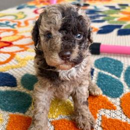 Cayenne - Merle female Goldendoodle puppy in Brooksville, Florida from Spring Prairie Doodles