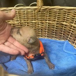 Taz - Red fawn male Italian Greyhound puppy in Lancaster, Missouri from White Stone Ranch
