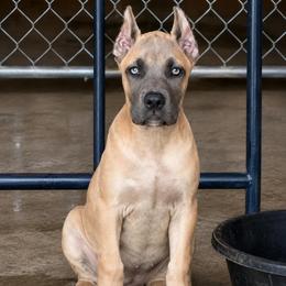 La La - Fawn female Cane Corso puppy in Trenton, Texas from Trained To Go Corso Kennels (T.T.G. Corso Kennels)