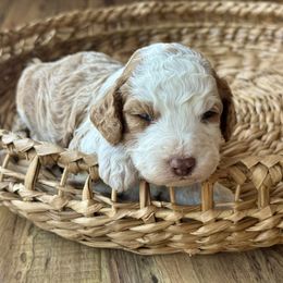 Sunny - Yellow and white male Bernedoodle puppy in Santa Barbara, California from K+C Doodles