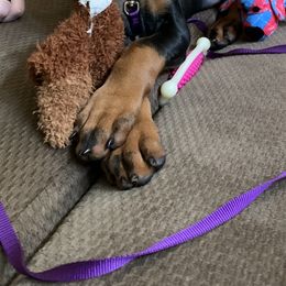 Doberman Pinscher Puppies from JM Dobermans