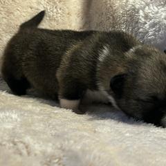 ABBA - Gray female Swedish Vallhund puppy in Cameron, North Carolina from Firefly Farms