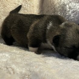 ABBA - Gray female Swedish Vallhund puppy in Cameron, North Carolina from Firefly Farms