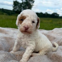 Boy 2 - Parti male Goldendoodle puppy in Wesson, Mississippi from Southern Country Doodles
