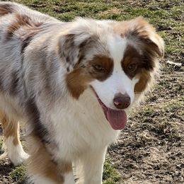 Josie - Australian Shepherd