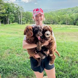 Australian Labradoodle Puppies from West Haven Australian Labradoodles